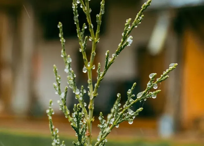 Pensjonat радея Govedartsi